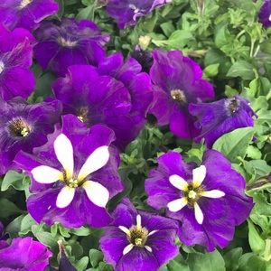 Meet your Posher, Tami